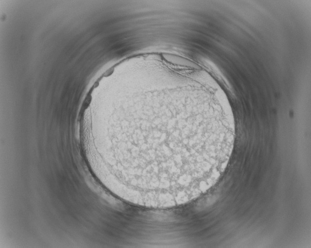 X0000064740900200603131315