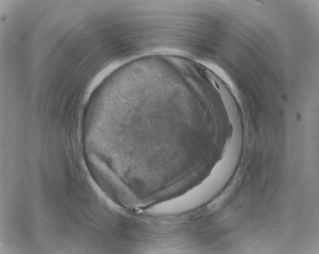 X0000064740910200603131315