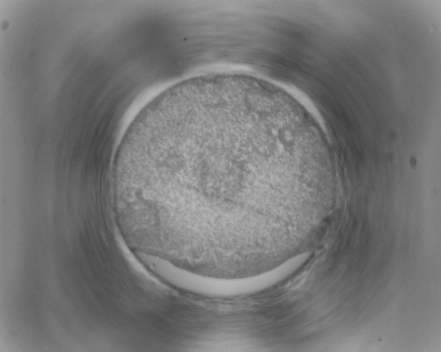 X0000064740911200603131315