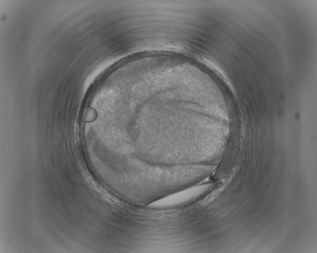 X0000064740928200603131314