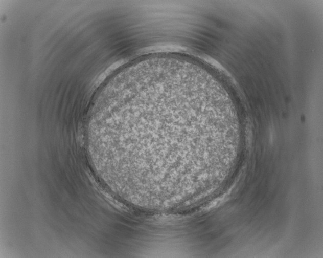 X0000064740929200603131314