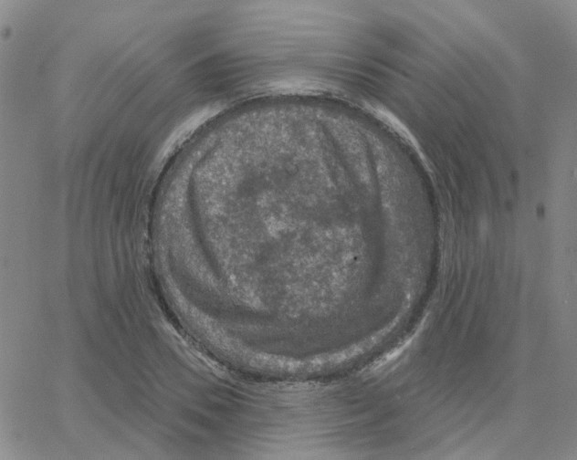 X0000064740930200603131314