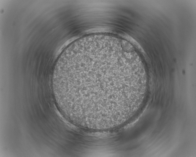 X0000064740937200603131315