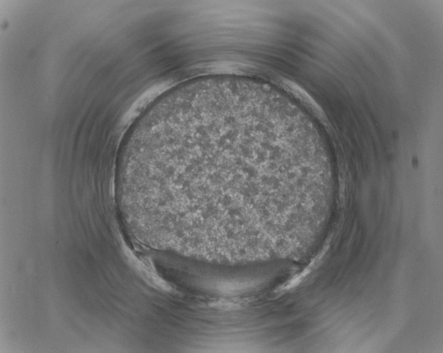 X0000064740938200603131315