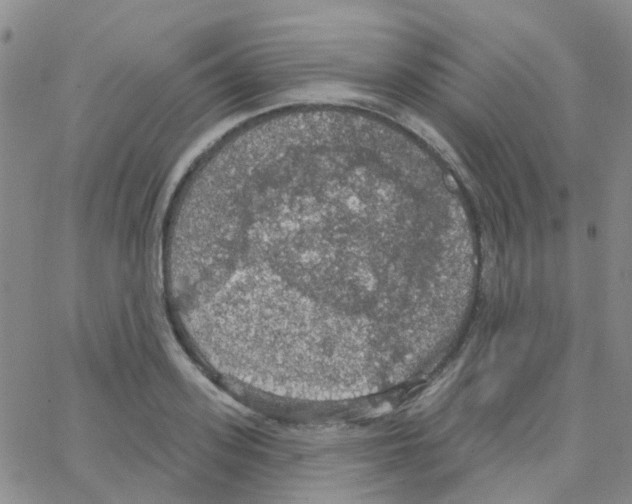 X0000064740939200603131315