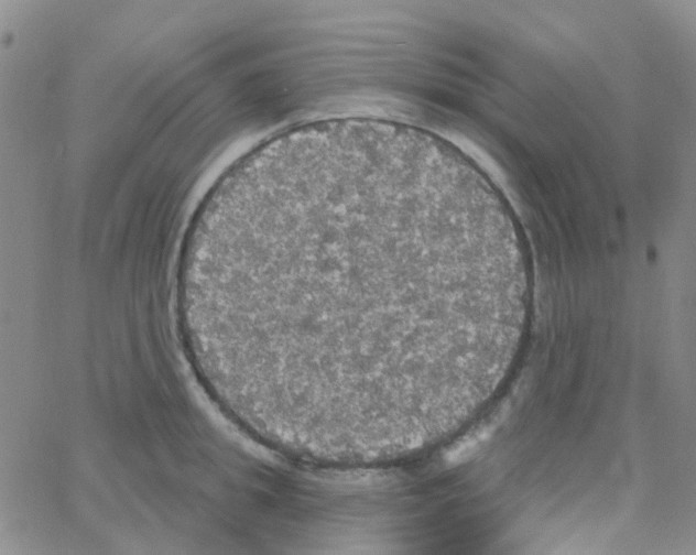 X0000064740949200603131315