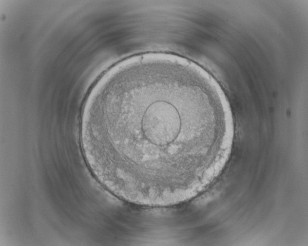 X0000064740950200603131315