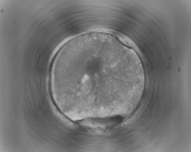 X0000064740955200603131315