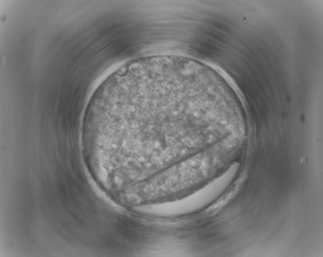 X0000064740957200603131315