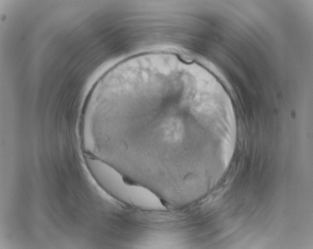 X0000064740959200603131315