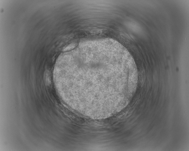 X0000064740962200603131314