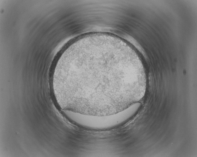 X0000064740972200603131314