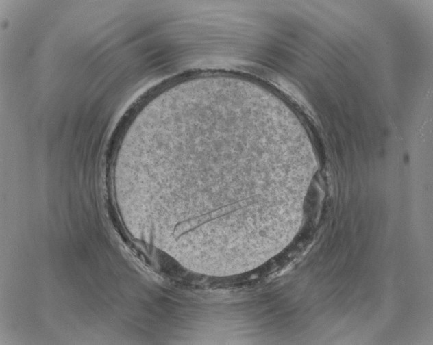 X0000064740976200603131314