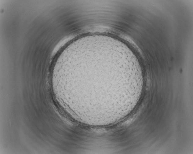 X0000064740978200603131314