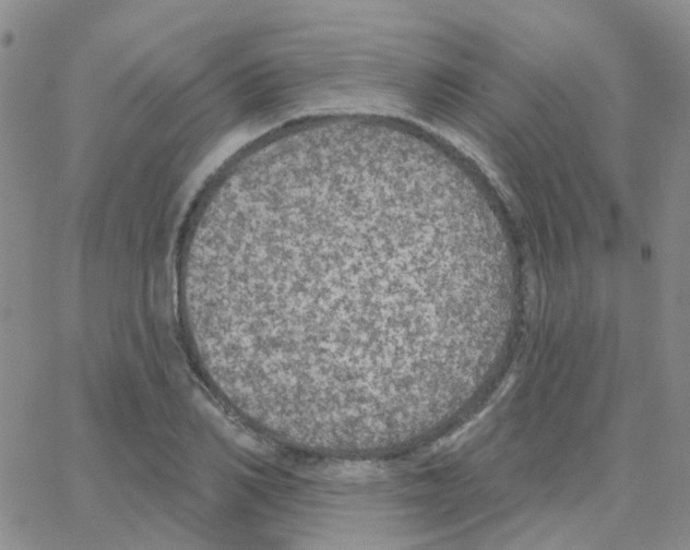 X0000064740982200603131314