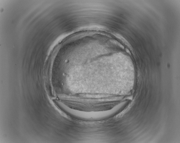 X0000064740989200603131314