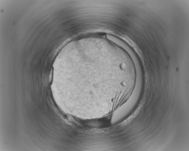 X0000064740993200603131314