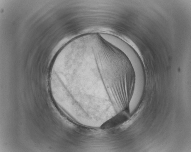 X0000064740997200603131314