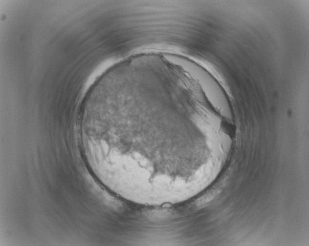 X0000064740998200603131314