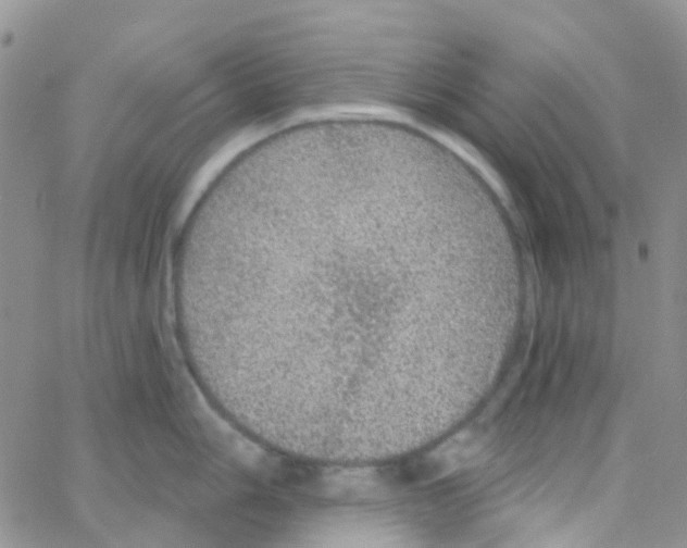 X0000064741006200603131313