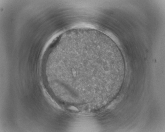 X0000064741008200603131313