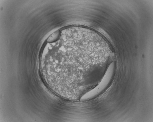 X0000064741028200603131313