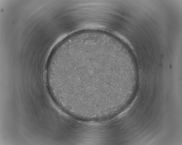 X0000064741029200603131313