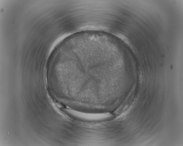 X0000064741030200603131313