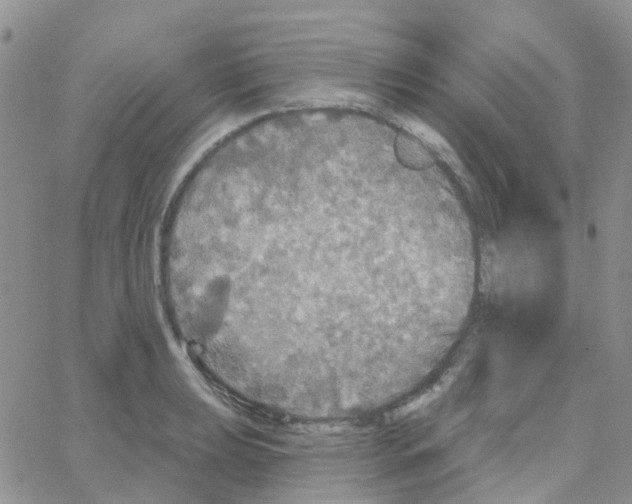 X0000064741039200603131313