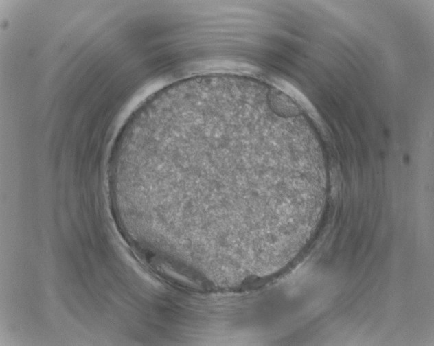 X0000064741043200603131313