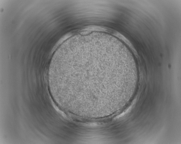 X0000064741049200603131313