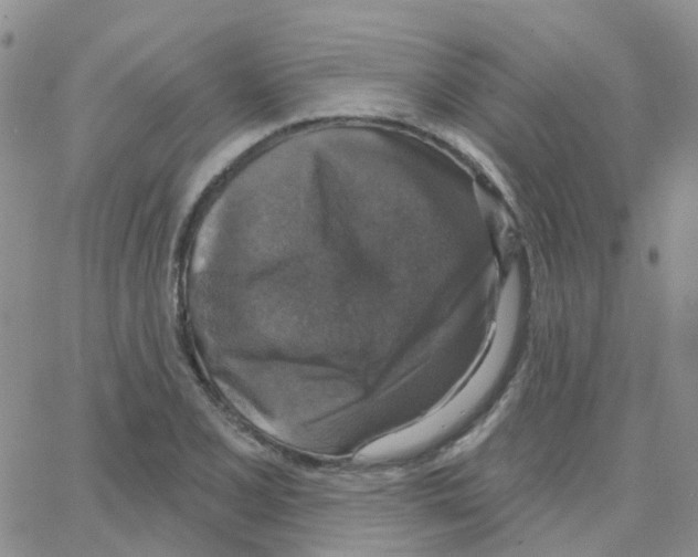 X0000064741077200603131312