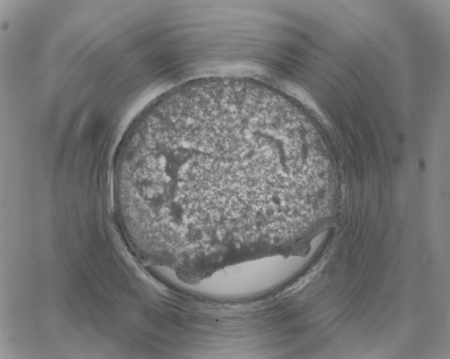 X0000064741079200603131312