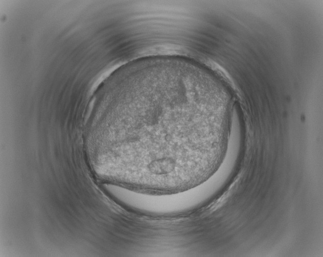 X0000064741081200603131312