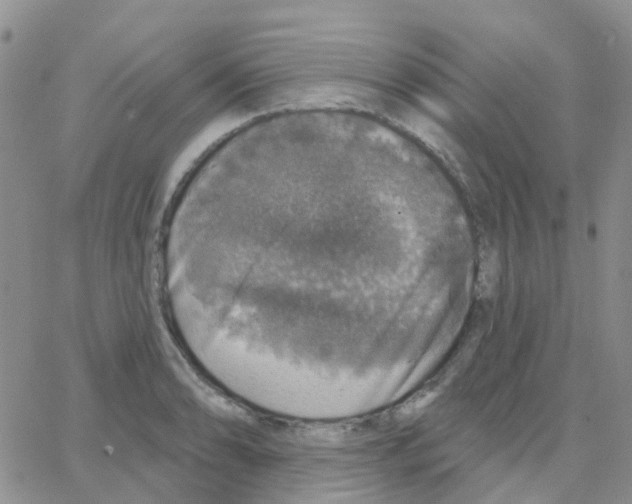 X0000064741086200603131312