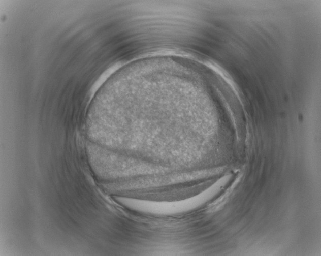 X0000064741097200603131312