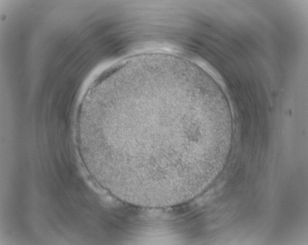 X0000064741104200603131312