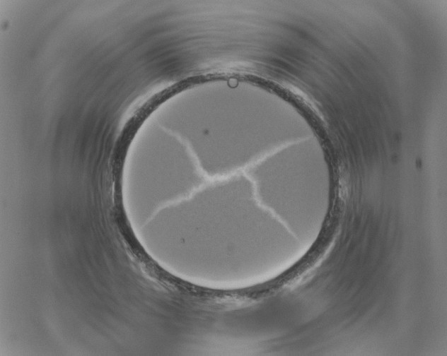 X0000064741117200603131311