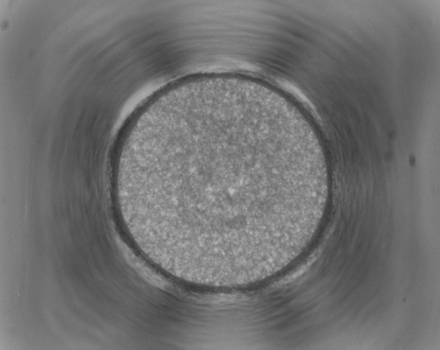 X0000064741122200603131311