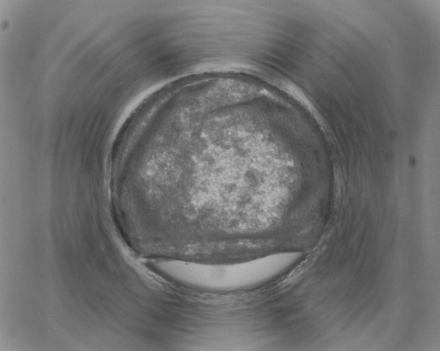 X0000064741124200603131311