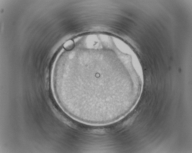 X0000064741126200603131311