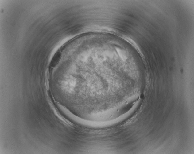 X0000064741128200603131311