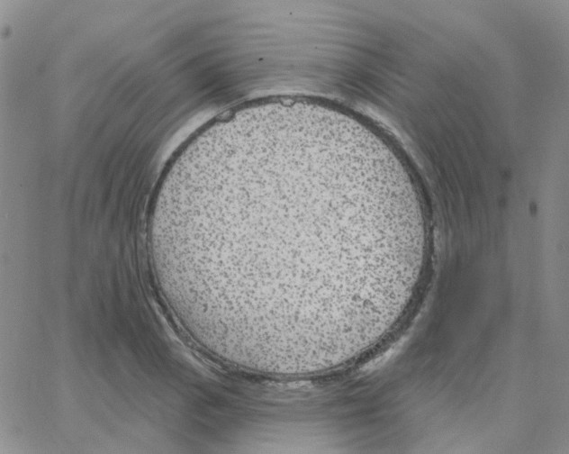 X0000064741129200603131311