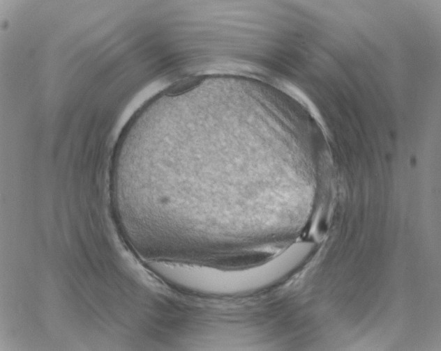 X0000064741138200603131312