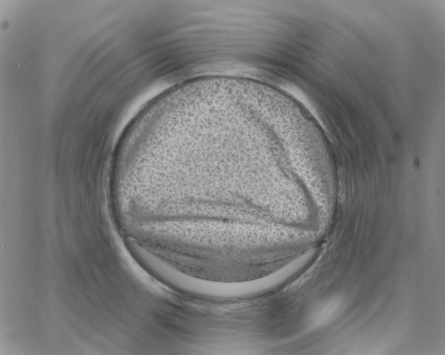 X0000064741139200603131312