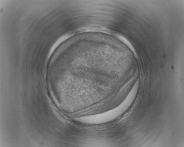 X0000064741146200603131312