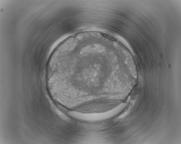 X0000064741149200603131312