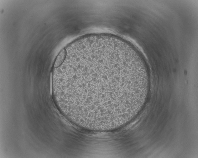 X0000064741175200603131311