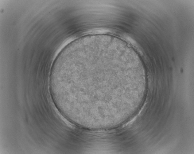 X0000064741186200603131311