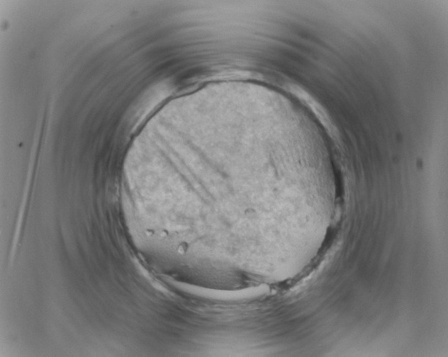 X0000064741193200603131310